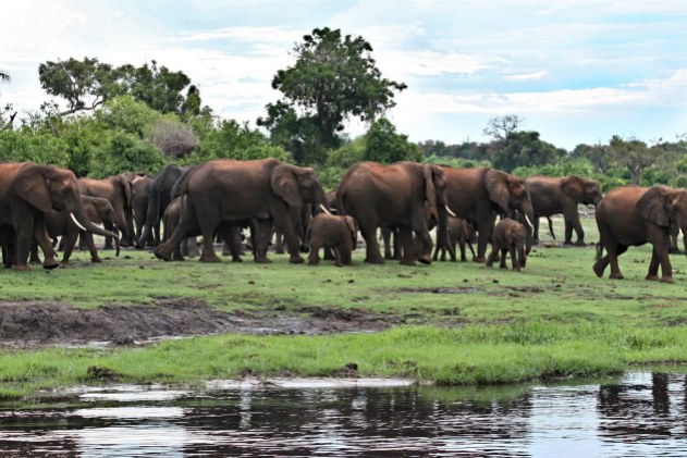 ss_4540030_Okavango Delta Elephants_1600x1067