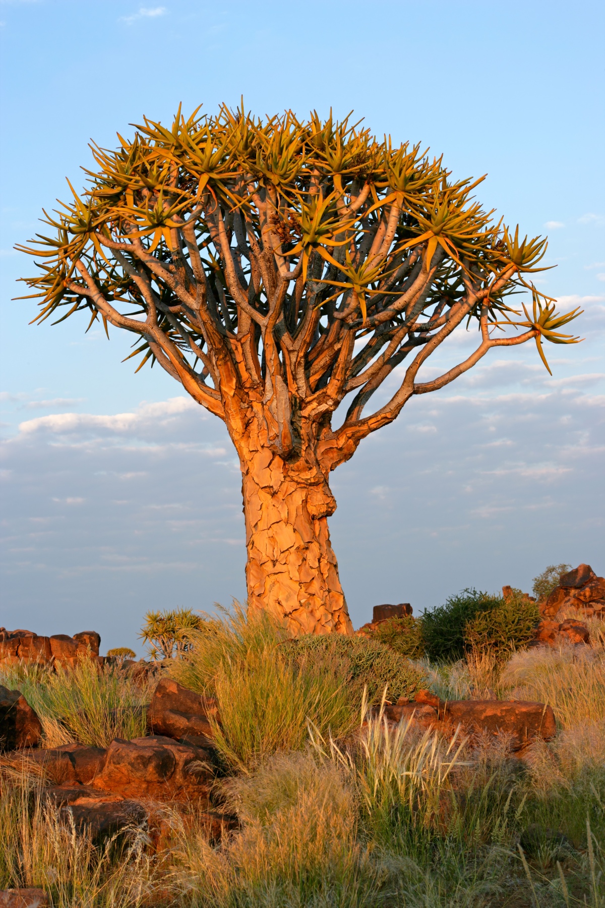 115280797_quiver-tree_namibia
